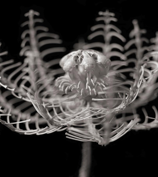 Tài năng nghệ thuật và sự sáng tạo của người nghệ sỹ đã tạo nên những tác phẩm “không tưởng”. Nghệ sỹ người Nhật Tokushige Hideki (tên gọi khác Hideki Tokushige) đã sử dụng lông và xương của động vật chết để tái tạo thành những “bông hoa xương”.